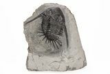 Kayserops megaspina Trilobite - Bou Lachrhal, Morocco #221208-1